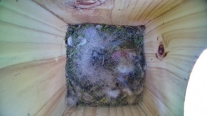 Nestbox image
