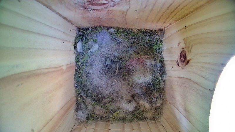 Nestbox image