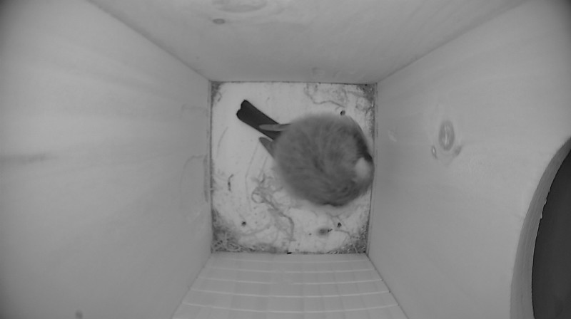 Nestbox image