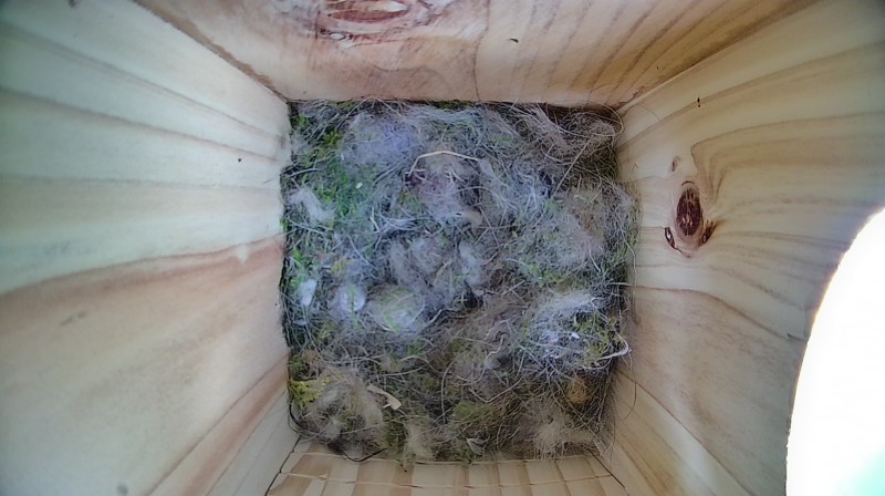 Latest nestbox image