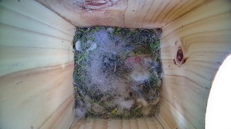 Nestbox image