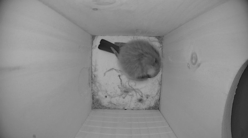 Latest nestbox image