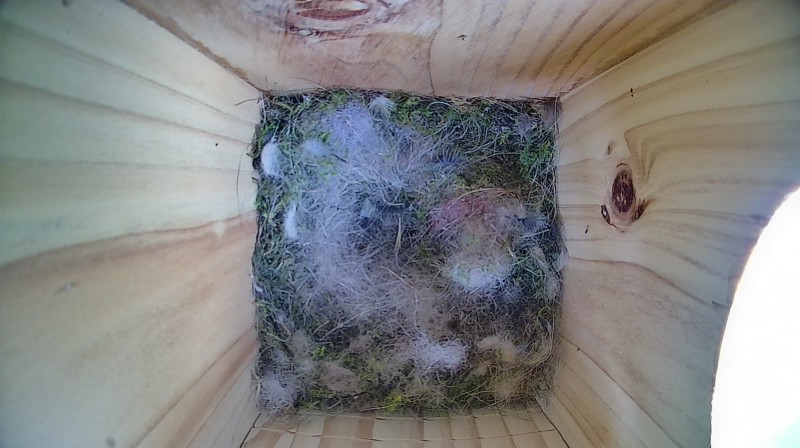Nestbox image