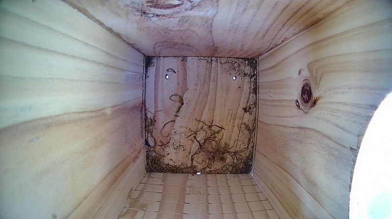 Latest nestbox image