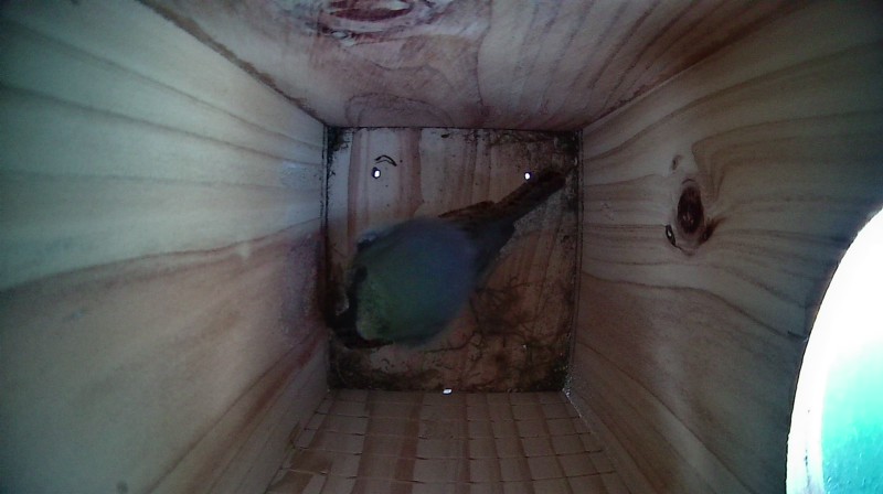 Nestbox image