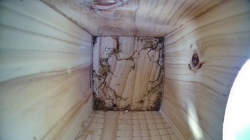 Nestbox image
