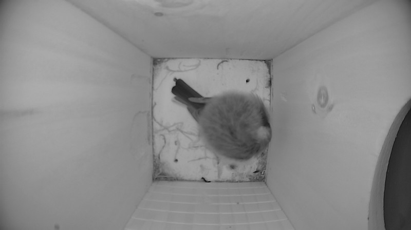 Nestbox image