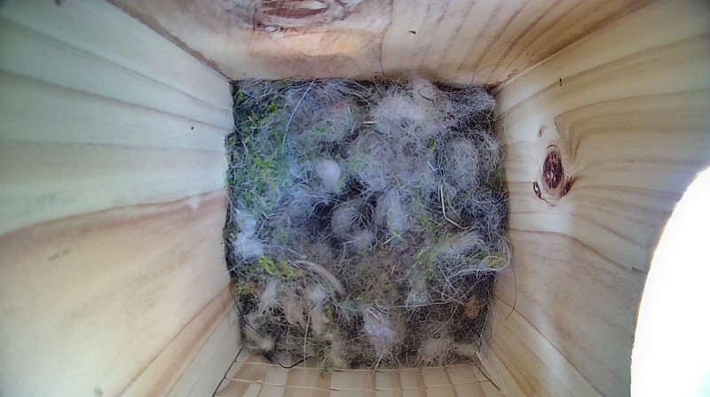 Nestbox image