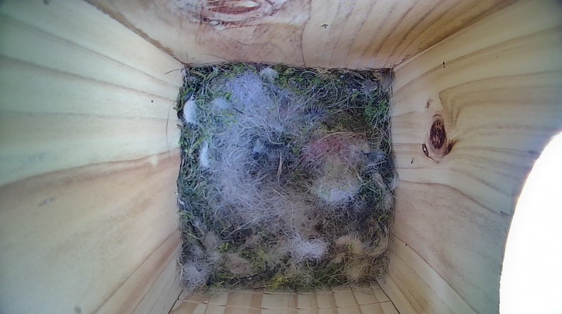 Nestbox image