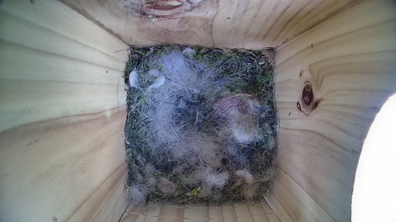 Latest nestbox image