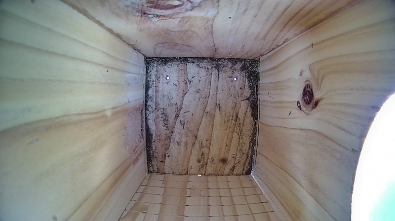 Latest nestbox image