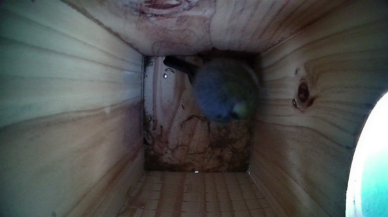 Nestbox image