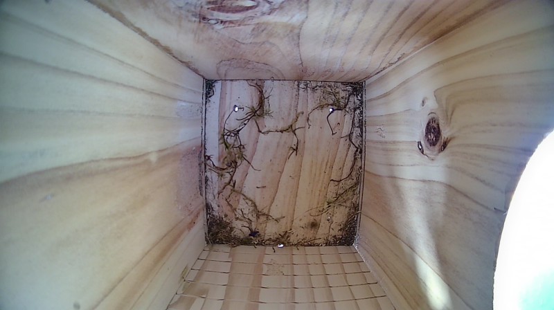 Nestbox image