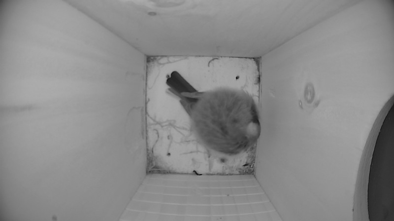 Nestbox image