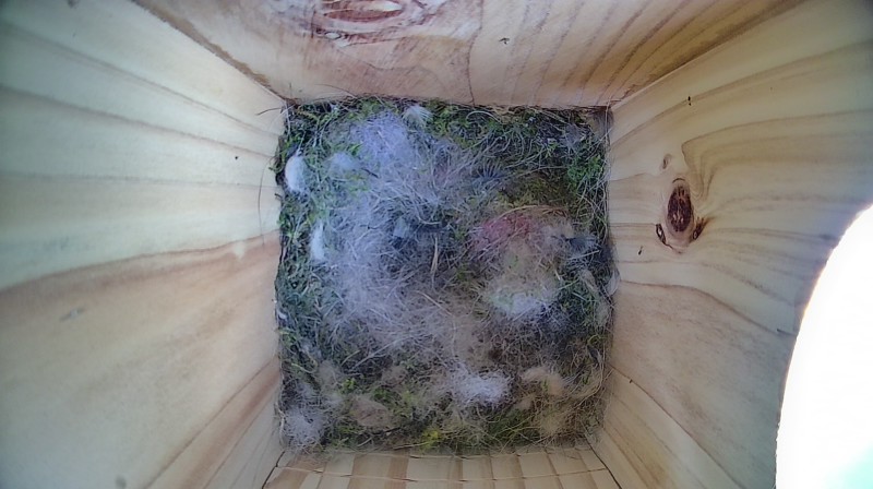 Nestbox image