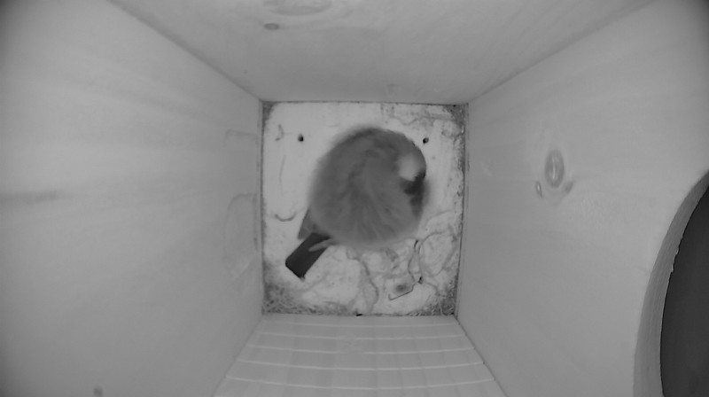 Latest nestbox image