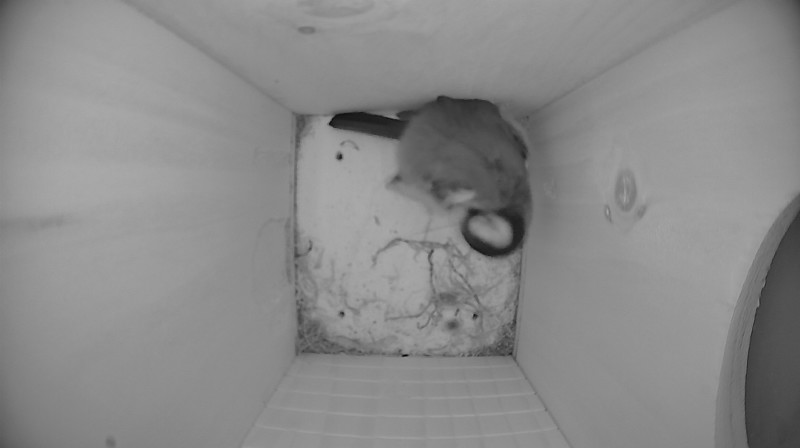 Nestbox image
