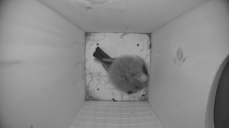 Nestbox image