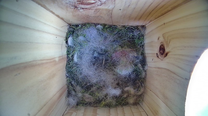 Nestbox image
