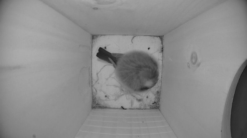 Latest nestbox image