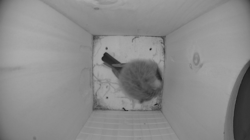 Nestbox image