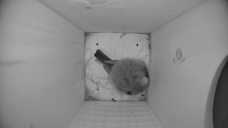 Latest nestbox image