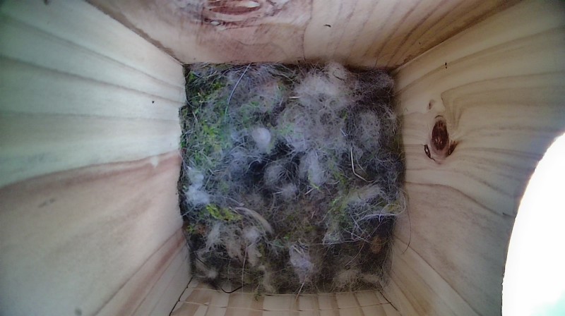 Nestbox image