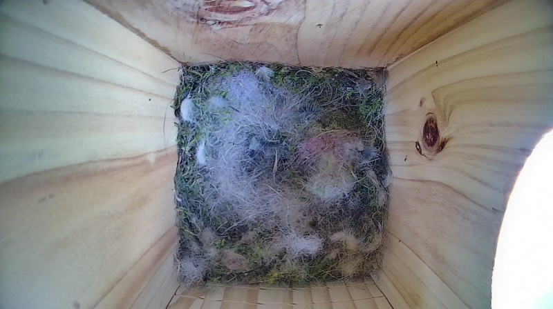 Nestbox image