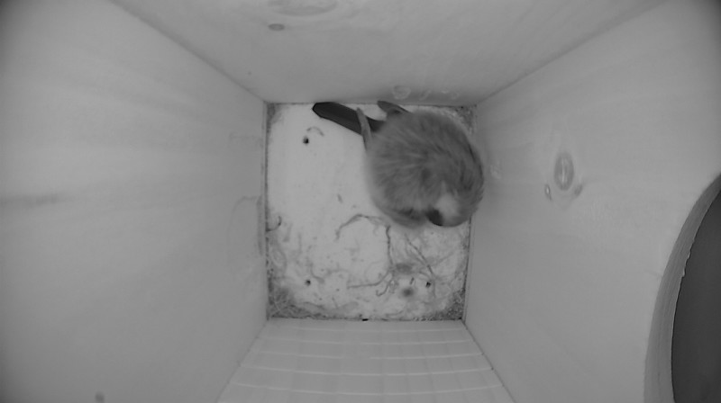 Nestbox image