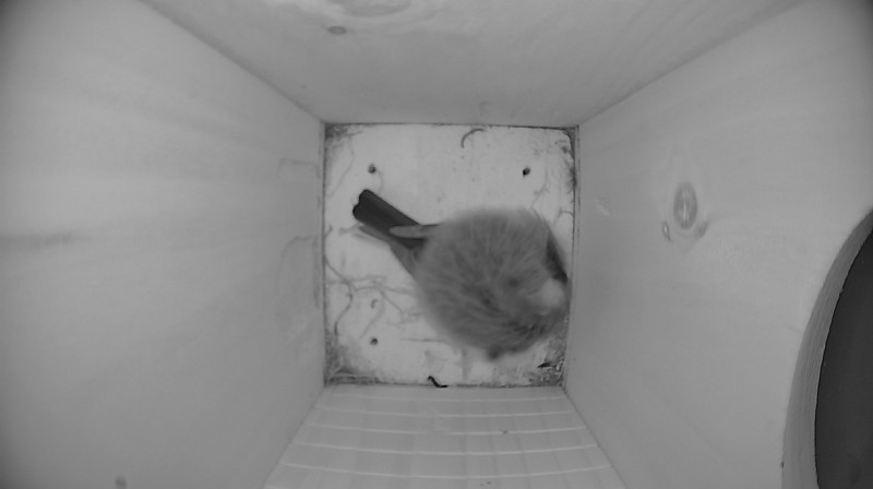 Nestbox image