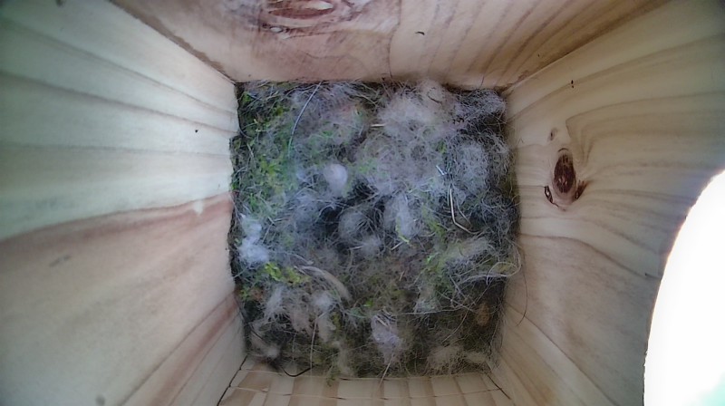 Nestbox image