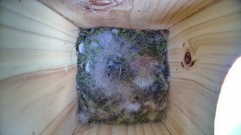 Nestbox image