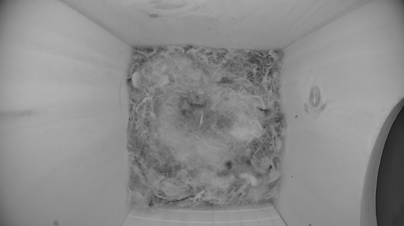 Latest nestbox image