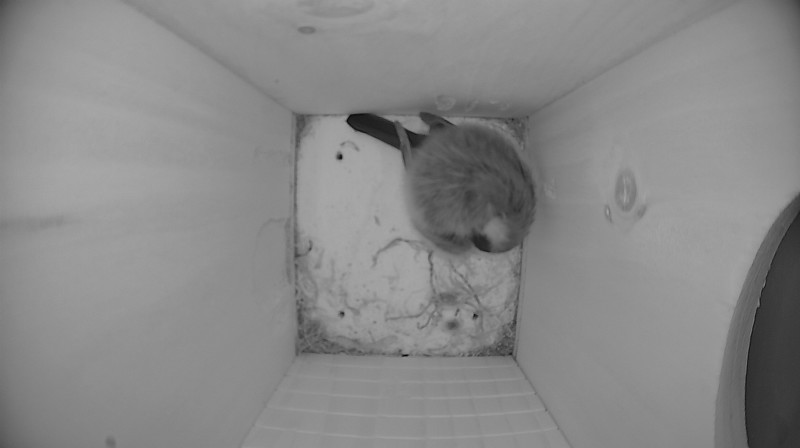 Nestbox image