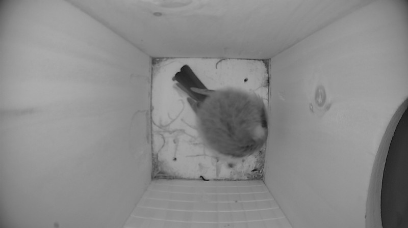 Nestbox image
