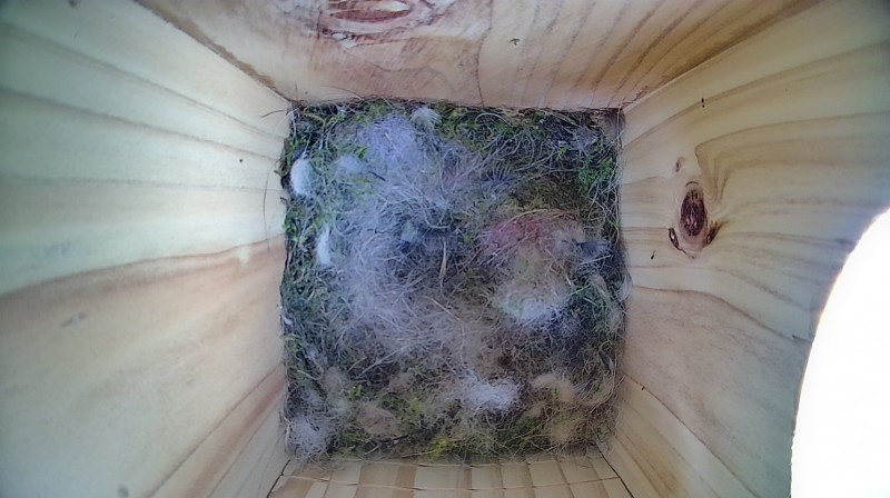 Nestbox image