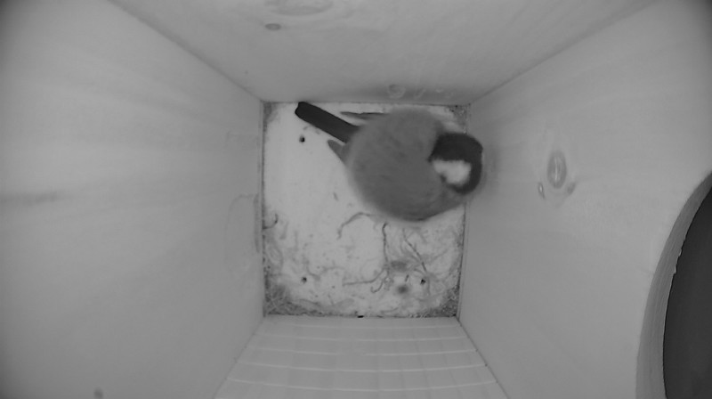 Nestbox image