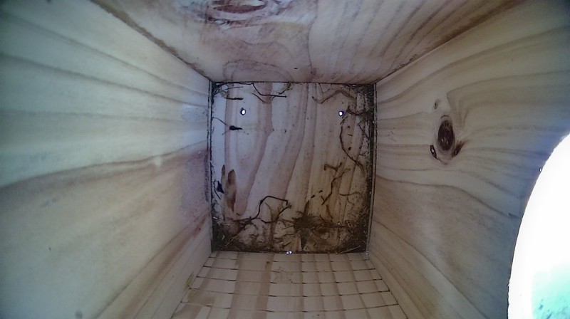 Latest nestbox image