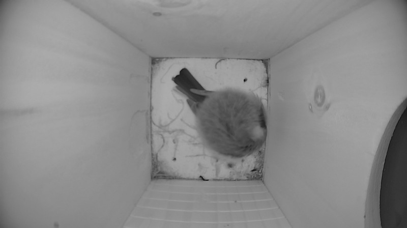 Nestbox image