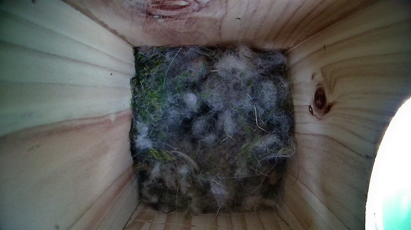 Nestbox image