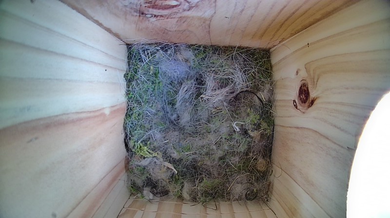Latest nestbox image