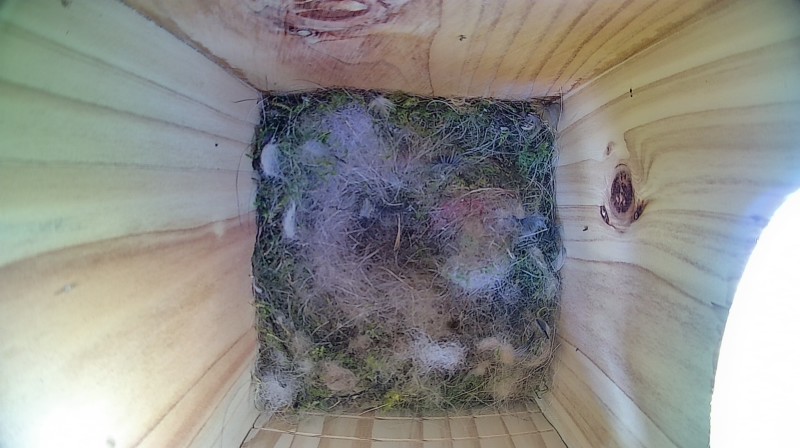 Latest nestbox image