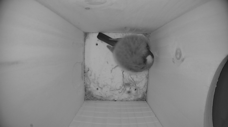 Nestbox image