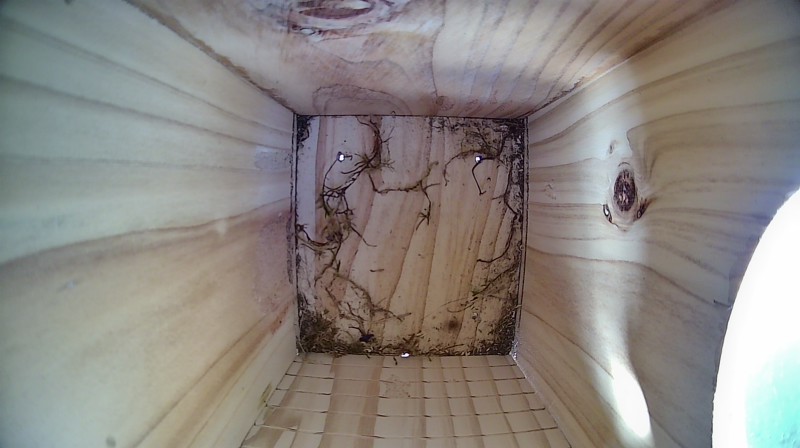 Nestbox image