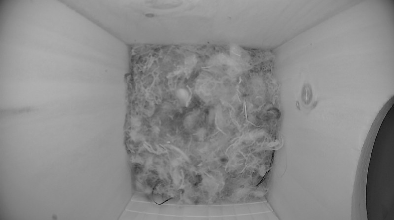 Nestbox image