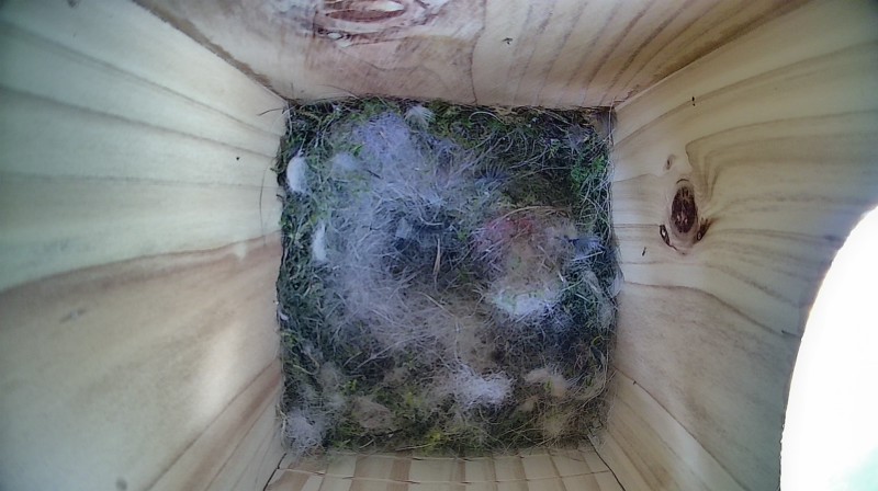 Nestbox image
