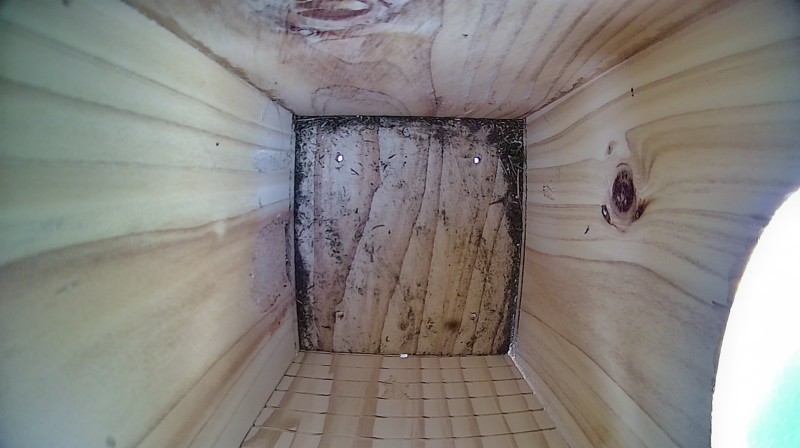 Nestbox image