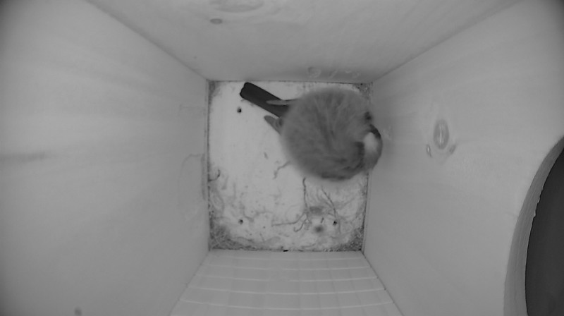 Nestbox image